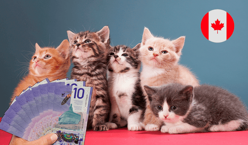 Canadá, gatos