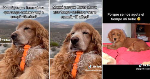 Dueña de perrito sufre por la vejez de su mascotita. Foto: composición LR/ TikTok/ @paputhecocker Perrito de casi 10 años 'pide' que su dueña no sufra por su muerte