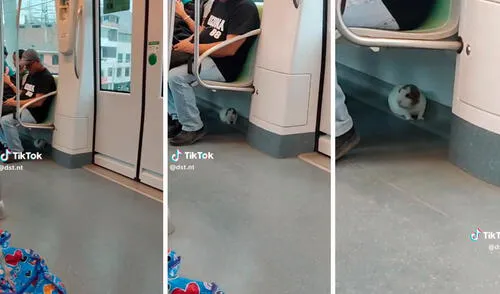 cuy, Metro de Lima, viral, TikTok