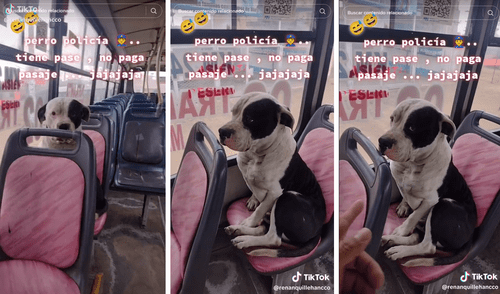 TikTok | Mascota | Viral