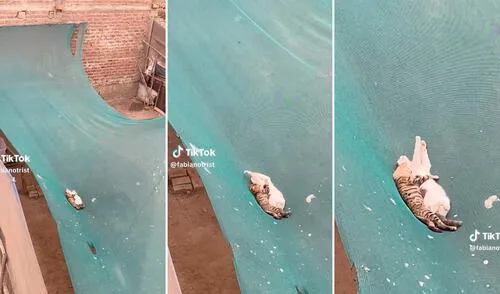 gatitos, viral, video viral, TikTok