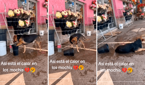 Las imágenes conmovieron los corazones de los usuarios. Foto: composición LR/TikTok/@Martin__hdez Perros