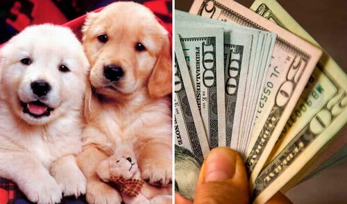 La curiosa oferta de trabajo se popularizó en LinkedIn. Foto: composición LR/Pxfuel/Bloomberg Cuidador de perro