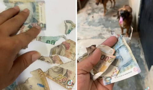 Ciudadano culpó a sus canes por la destrucción de sus billetes.
