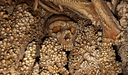 El cráneo del hombre de Altamura, uno de los homínidos más enigmáticos descubiertos. Foto: Cult of Weird El cráneo del hombre de Altamura, uno de los homínidos más enigmáticos descubiertos. Foto: Cult of Weird