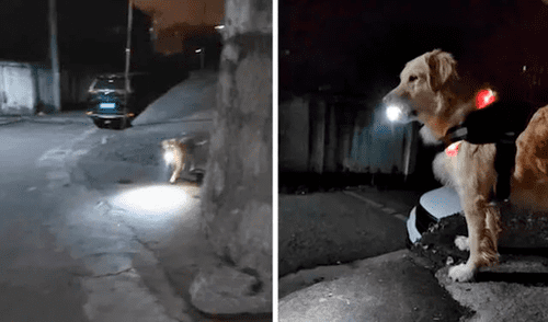 Usuarios aplaudieron al perrito por su gran lealtad. Foto: composición LR/@Hobbyanimals/TikTok Perros