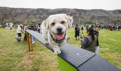 Parque canino en Magdalena del Mar lleva el nombre en honor a una perrita que fue rescatada por el municipio. Parque canino en Magdalena del Mar lleva el nombre en honor a una perrita que fue rescatada por el municipio.