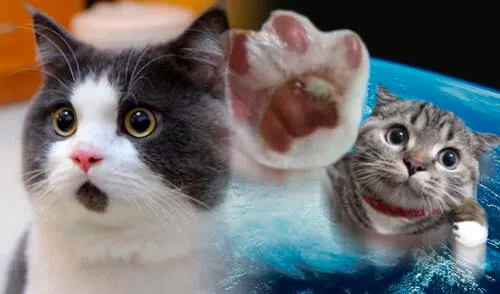 Foto: composición LR/Heraldo/Andres Toons/Deviant Art