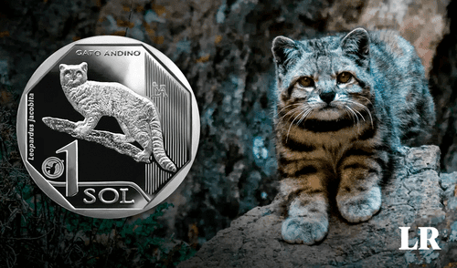 El gato andino es una especie protegida en el Perú. En 2019, el BCR decidió acuñar una moneda de S/1 para celebrarlo. Foto: composición LR - Jazmín Ceras/BCR El gato andino es una especie protegida en el Perú. En 2019, el BCR decidió acuñar una moneda de S/1 para celebrarlo.