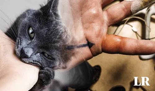 Las mordeduras ocasionaron hinchazón en sus manos y antebrazos. Foto: composición LR mordedura de gato