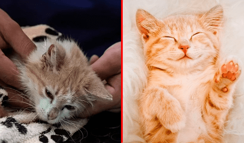 ¿Por qué se cree que los gatos son menos cariñosos que los perros? Experta responde