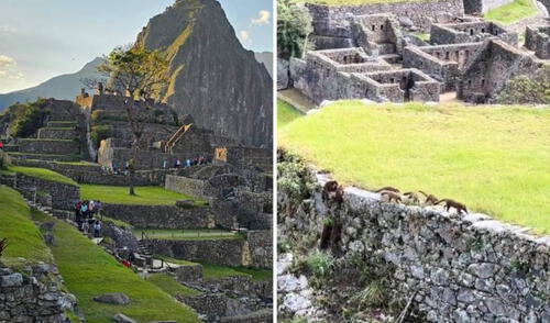 Coatíes fueron grabados