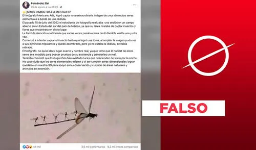 Esta foto no muestra a seres diminutos "elementales" sobre una libélula: es una pieza de arte. Foto: composición Verificador / captura de Facebook larepublica.pe