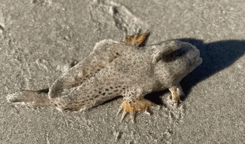 Pez mano encontrado en una playa de Tasmania. Foto: Kerri Yare