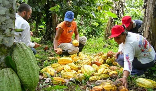 Agromercado también deberá promover la asociatividad de los productores agrarios. Foto: Andina Oficializan cambio de denominación se Sierra y Selva Exportadora a Agromercado