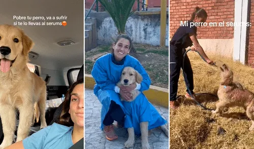 Serums/ perrito/ golden retriever/ TikTok/ tendencias/ virales/ doctora