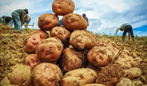 Producción de papa se recuperó y creció más de 13% en julio, según el INEI