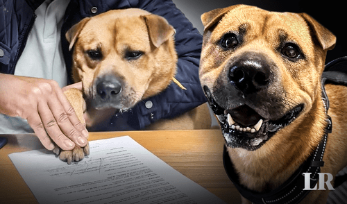 Portugal, perro contratado, adopción