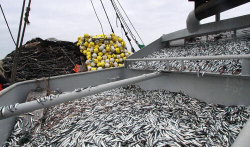 Pesca