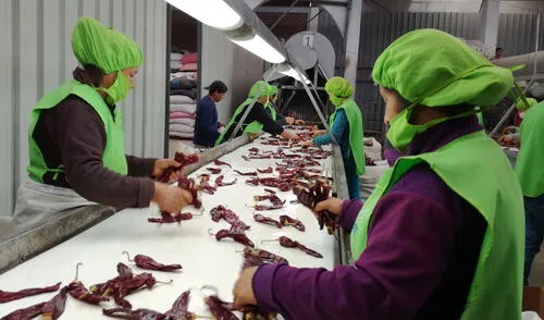 Empleo en exportaciones cayó 7,5% hasta agosto, ¿cuáles son los sectores más afectados?