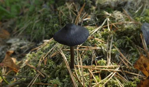 Los hongos Mycena se pueden reconocer por sus sombreros en forma de campana. Foto: INaturalist Los hongos Mycena se pueden reconocer por sus sombreros en forma de campana. Foto: INaturalist