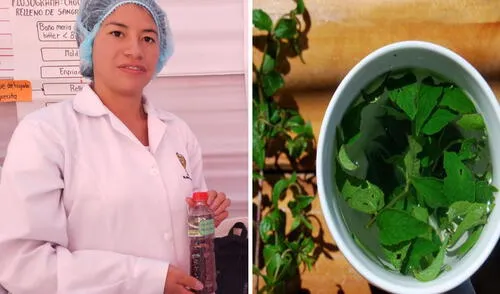 La muña tiene propiedades antisépticas, analgésicas y antiespasmódicas. Foto: composición LR/ Andina Muña | Ayacucho