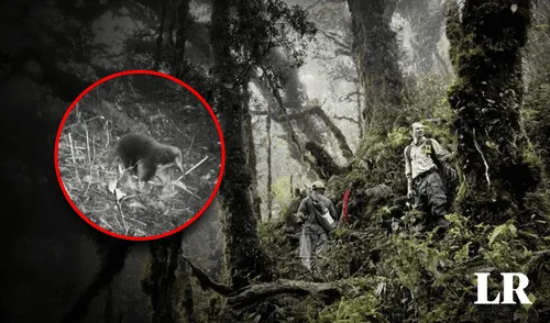Es la primera vez que esta especie es capturada en video. Foto: composición LR/Expedición Cíclope larepublica.pe