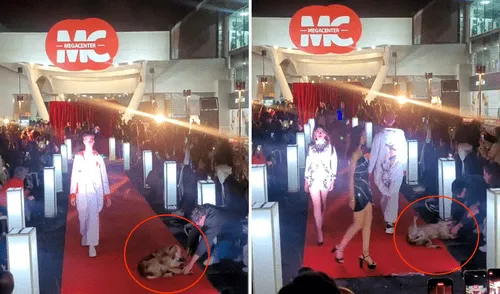 Las imágenes sacaron más de una sonrisa en redes sociales. Foto: composición LR/TikTok/@chiomrls Perro en desfile de Bolivia