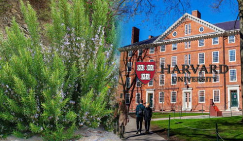 Uma Naidoo reveló los resultados de sus estudios sobre una popular planta peruana. Foto: composición LR larepublica.pe