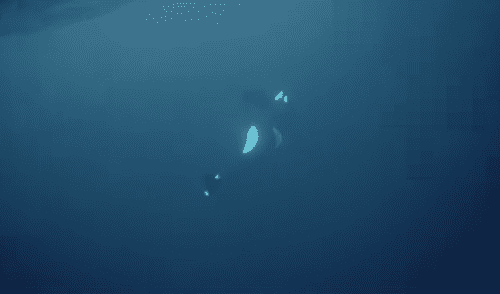 La orca se perdió en la oscuridad después de que sus compañeras la intentaran salvar por 50 minutos. Foto: Facebook / Pierre, The Orca Whisperer La orca se perdió en la oscuridad después de que sus compañeras la intentaran salvar por 50 minutos. Foto: Facebook / Pierre, The Orca Whisperer