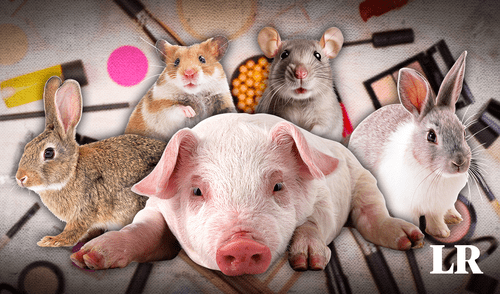 La ONG Te Protejo y Humane Society International (HSI) juntaron más de 300.000 firmas para aprobar el proyecto. Foto: composición LR Chile