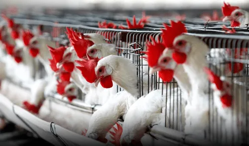 Gripe Aviar ya mató a más de 500.000 aves en el Perú. Foto: EFE Gripe Aviar ya mató a más de 500.000 aves en el Perú. Foto: EFE