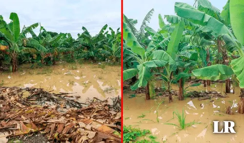 Agricultores temen perder sus cultivos a consecuencia del FEN. Foto: Composición de Gerson Cardoso LR/ Andina imagen con plantaciones de plátanos inundados a consecuencia de las lluvias.