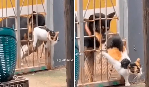 Perrito se percató del problema del gatito y le brindó ayuda.