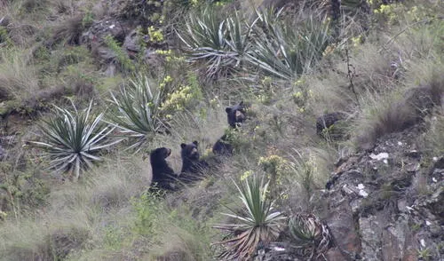 Tres osos de anteojos son captados por cámaras trampa Foto: Sernanp Tres osos de anteojos son captados por cámaras trampa Foto: Sernanp