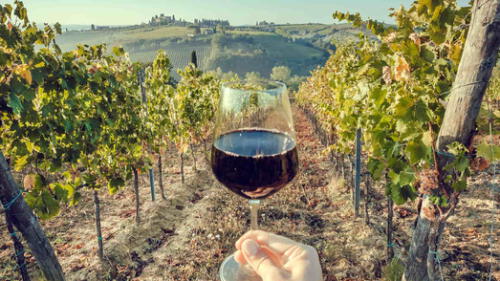 La zona central de Chile presenta características únicas para dar vida a los mejores y más destacados vinos del mundo.