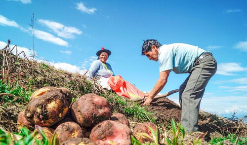 COFIDE incluirá la actividad forestal en sus mecanismos de aseguramiento cofinanciado. Fuente: El Peruano larepublica.pe