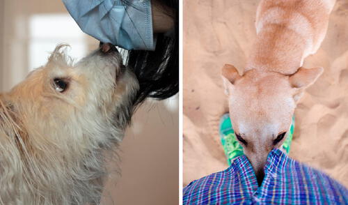 Los perros desarrollan el sentido de su olfato desde nacimiento para comunicarse con sus padres. Foto: composición LR/Telemundo Los canes comen sus heces por una curiosa razón.