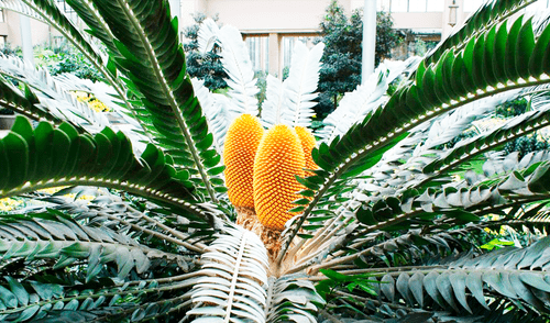 la planta más solitaria del mundo