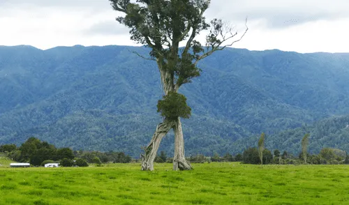 El 'árbol andante' es un Metrosideros robusta, especie que vive hasta los 1.000 años. Foto: Gareth Andrews/karamea.nz árbol andante nueva zelanda