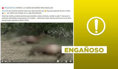 ¿Video muestra matanza de burros tras el reciente anuncio de exportación de su carne a China?