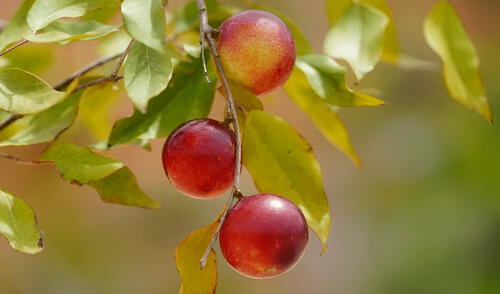 Fruto cuenta con propiedades nutricionales excepcionales que pueden ofrecer numerosos beneficios para la salud. Foto: Shutterstock Camu - camu
