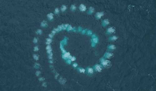 ballena Foto: oceanographic magazine ballena
