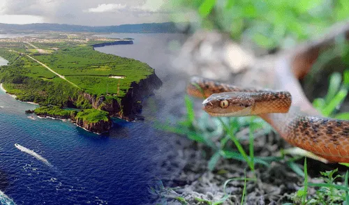 Isla de Guam, serpientes arbóreas marrones