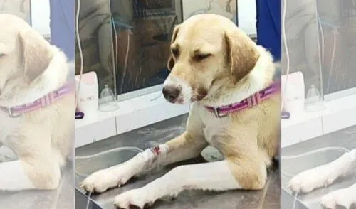 El albergue "Mascotas al Rescate" se encarga de su atención veterinaria, pero busca apoyo financiero para cubrir los costos de tratamiento, que incluye nueve sesiones urgentes. Foto: difusión Maltrato animal