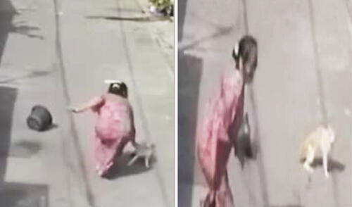 Mujer lanza agua a un gato, pero el felino tiene épica reacción y logra que caiga al suelo