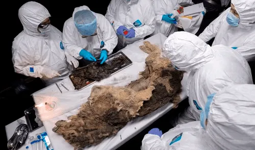 El lobo hallado fue todo un depredador en la Era del Hielo. Foto: Revist Galileu - Globo. El lobo hallado fue todo un depredador en la Era del Hielo. Foto: Revist Galileu - Globo.