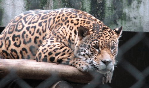 La reforma no se aplica a los 18 zoológicos privados que aún operan en este país. Foto: Tripadvisor. La reforma no se aplica a los 18 zoológicos privados que aún operan en este país. Foto: Tripadvisor.