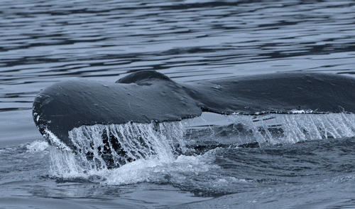 La ballena jorobada es conocida por sus largas migraciones. Foto: Mariano Mantel / Flickr