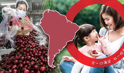 Con una demanda en aumento, las cerezas chilenas son un símbolo de prosperidad en China, destacándose por su calidad y su importancia. Foto: composición LR/IPA Effectiveness Awards/China Daily Chile es el mayor exportador de cerezas a China